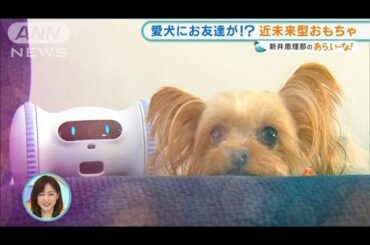 ロボットが愛犬の友達に！？最新“ペットおもちゃ”【あらいーな】(2021年12月9日)