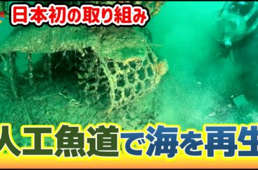【アナ潜水リポ】魚のタワーマンションで海を守る｜地球派宣言