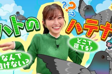 ハトのハテナ～なぜ近づいても逃げないの？～／す・またん！