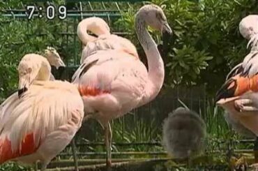 所さんの目がテン！ 第24回 「君枝＆魚住！24回SP」 2015