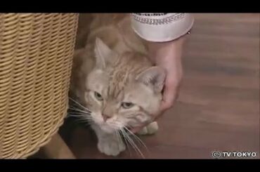 週刊ニュース新書　「大江アナのホッと一息」