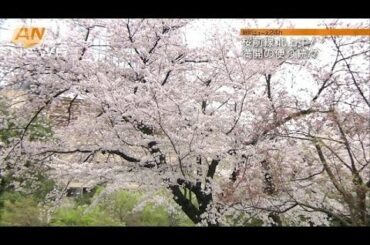 六本木の桜も見頃　夜にはライトアップで幻想的に・・・(16/04/03)