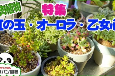 【多肉植物】セダム虹の玉・オーロラ・乙女心特集(仕立て直し・増やし方)【くまパン園芸】