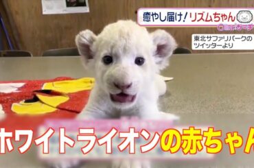ホワイトライオンの赤ちゃん