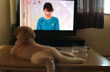 アナウンサーに恋をしたゴールデンレトリバー子犬　日テレ佐藤真知子アナ