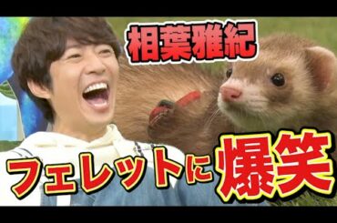 【相葉＆芳根＆DAIGO】名前を呼ぶと可愛すぎる反応！芳根京子のフェレット「たぬこ」