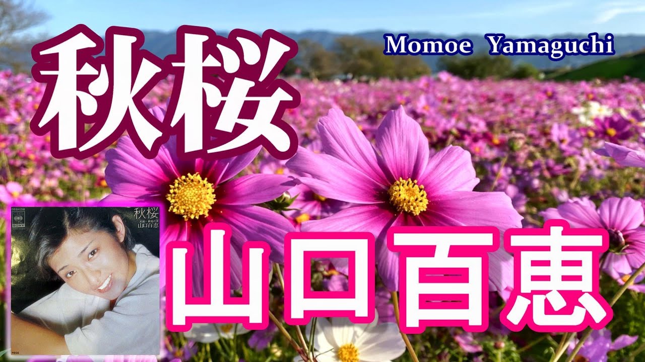 山口百恵・秋桜(コスモス) 歌詞付き!【4K】高音質CD音源 山口百恵・秋桜(コスモス) 歌詞付き!【4K】高音質CD音源