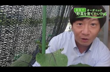 会社で野菜を育てたい！第18回｢天敵あらわる！編｣【HOMEアナウンサー】