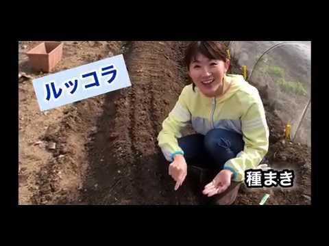 【withコロナ】広島県 家庭菜園バジル・ルッコラ栽培 女子アナ47久保田夏菜 【withコロナ】広島県 家庭菜園バジル・ルッコラ栽培 女子アナ47久保田夏菜