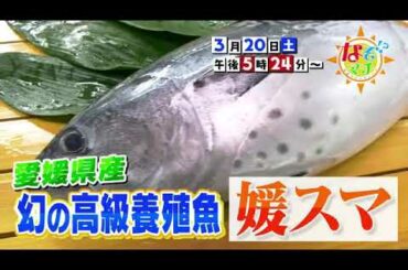 2021 03 20（土）なぞマチ!?▽愛媛県産・媛スマ【番宣】