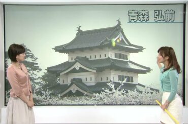 寺川奈津美さん 2012年04月30日 青森弘前桜満開 NHKニュース7