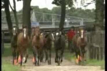 A great stallion deep impact _1/4