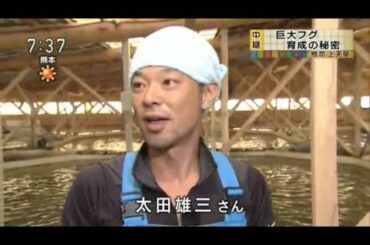 おはサタ！▽中継！トラフグ養殖