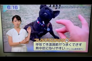 【テレビ出演】平井理央さんとフレブルが共演したらとんでもない事になった