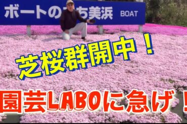 芝桜群開中！園芸LABOに急げ！！