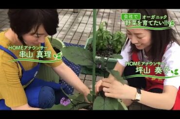 会社で野菜を育てたい！第16回｢VSアブラムシ｣【HOMEアナウンサー】