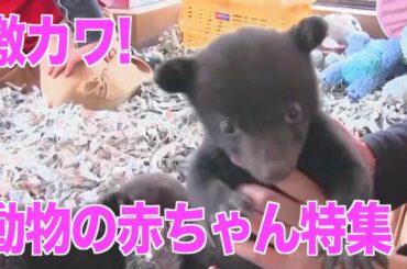 激カワ！動物の赤ちゃんラッシュ