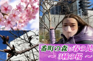 #39 番町の森に春の足音　〜３種の桜〜