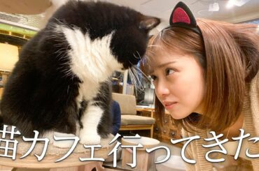 猫カフェで癒されてきた