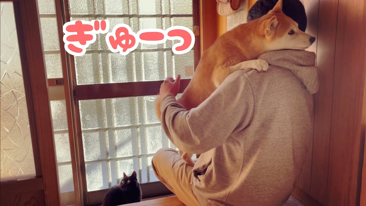 絶対絶対パパから離れたくない柴犬が可愛すぎる Momo doesn't want to leave dad 絶対絶対パパから離れたくない柴犬が可愛すぎる Momo doesn't want to leave dad