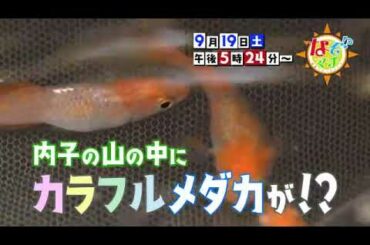 2020 09 19なぞマチ!?▽【山の中で美人メダカを発見！？】　【番宣】