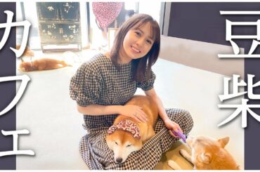 【豆柴カフェ】推しができました