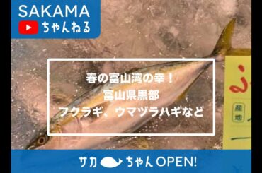 春の富山湾の幸❗️フクラギ、ウマヅラハギ【富山県黒部】