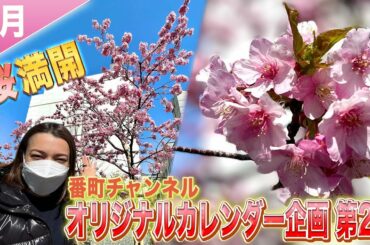 オリジナルカレンダー作り 第2弾　満開の桜を撮影！