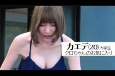 豆柴の大群　カエデ集