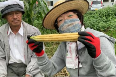 北海道の伝統野菜　八列とうきび