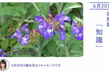 6月30日 コモンセージ 今日の誕生花 今日の花言葉