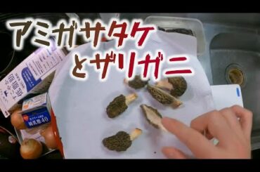 【ライブ】春一番のアミガサタケと冬眠あけのザリガニでなんかつくる