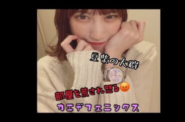 【豆柴の大群】部屋を荒され怒るカエデフェニックス【サクッと豆柴】