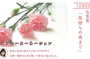 12月2日 スプレーカーネーション 今日の誕生花 今日の花言葉