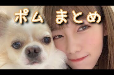 【けやかけ】小池美波の愛犬 ポムまとめ【そこさく】