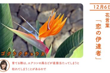 12月6日 ゴクラクチョウカ 今日の誕生花 今日の花言葉