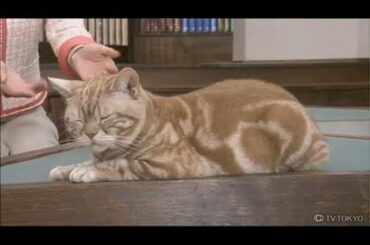 週刊ニュース新書 大江アナのホッと一息(2013.3.16)