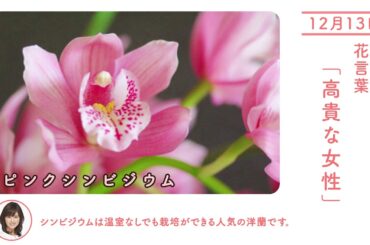 12月13日ピンクシンビジウム今日の誕生花 今日の花言葉