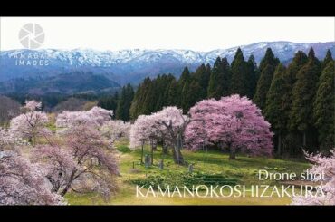 釜の越農村公園の桜群（置賜桜回廊・白鷹町）