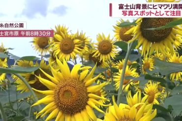 富士山バックに満開の1万5千本のヒマワリ　フォトスポットとしても人気