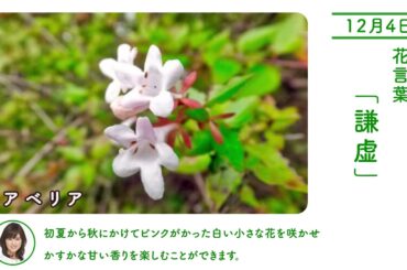 12月4日 アベリア 今日の誕生花 今日の花言葉