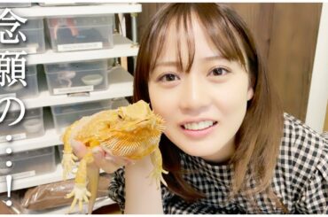 可愛すぎるトカゲに会って来ました！【前編】