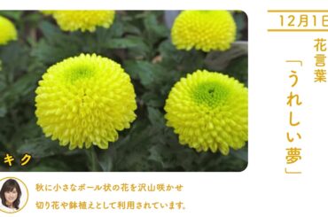 12月1日キク 今日の誕生花 今日の花言葉