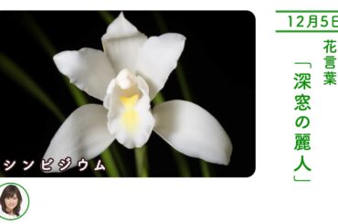 12月5日 シンビジウム 今日の誕生花 今日の花言葉