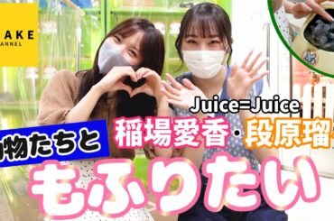 Juice=Juice稲場愛香・段原瑠々 の動物たちと"もふりたい"