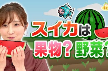 『スイカは果物？野菜？』（す・またん！6/30放送分）
