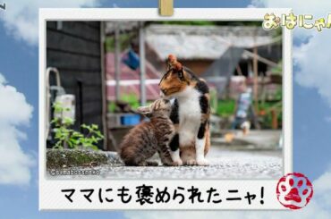 キス猫　おはにゃん