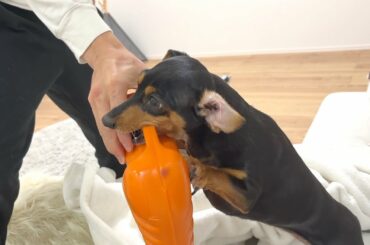 大好きな湯たんぽを取り上げられた犬の反応がコチラ