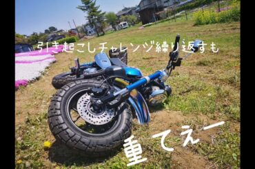 近場散歩@モンキーと芝桜群