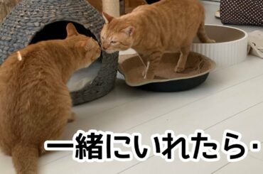 ＃１５１　小顔茶トラとデカ顔茶トラのご挨拶